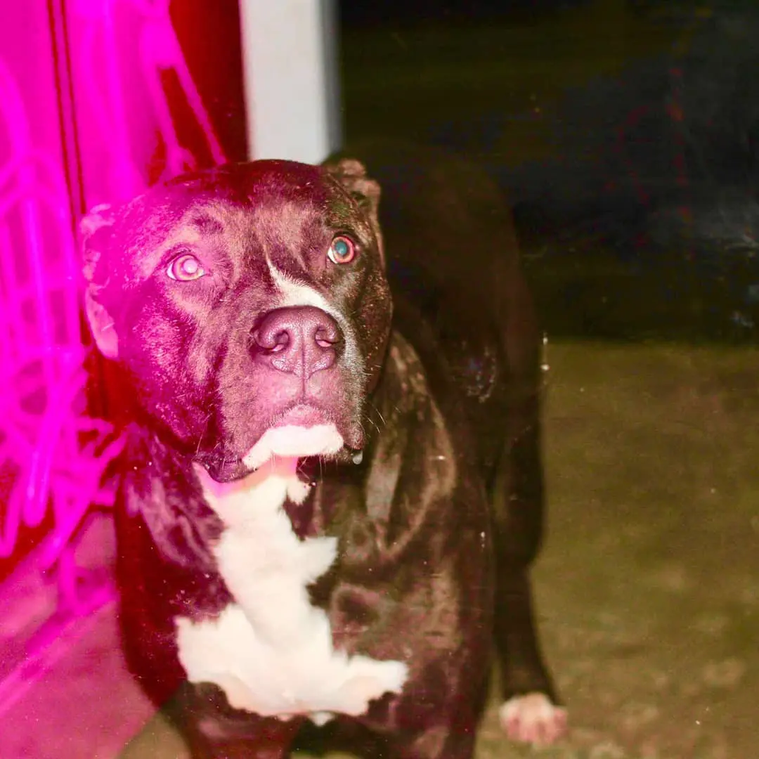Black-and-white dog lit by vivid magenta light